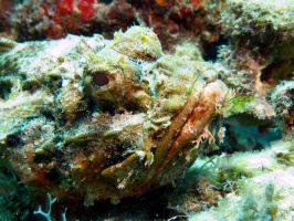 Scoprionfish IMG 3336